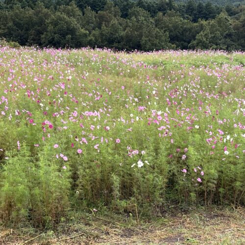 俵山交流館 萌の里